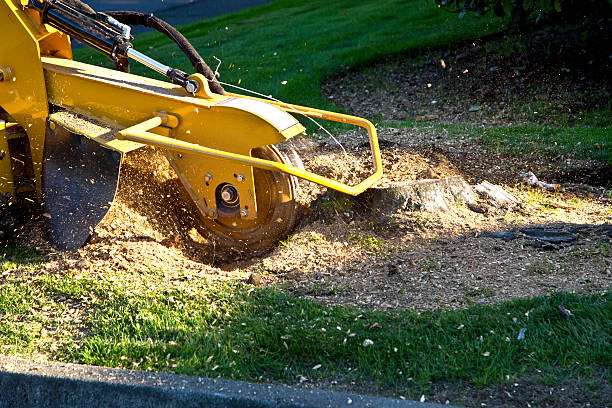 Emergency Storm Tree Removal